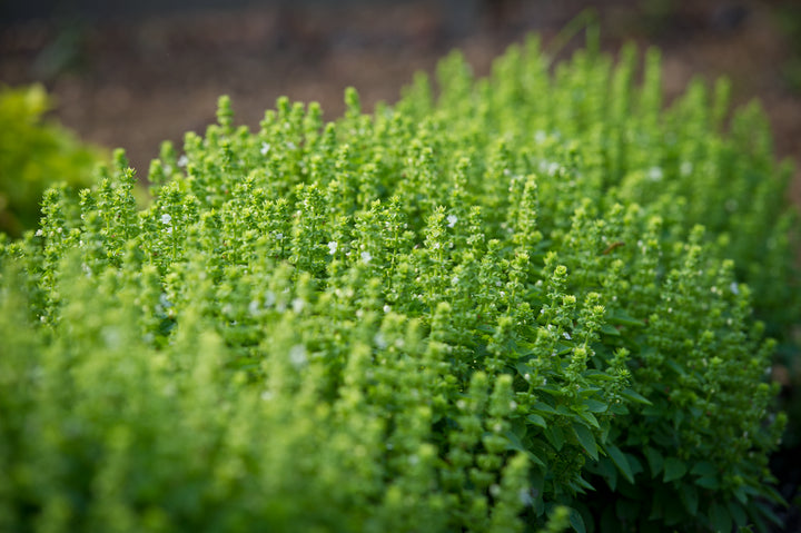 4" Chef Jeff's Herbs Basil Boxwood