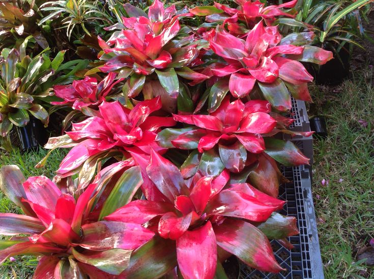 Bromeliad Magali