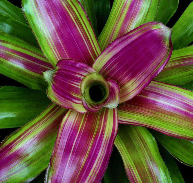 Bromeliad Neo Lila