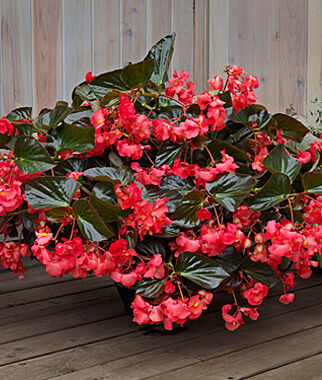 4" Fancy Annual All Stars Begonia Dragon Wing - Bronze & Pink