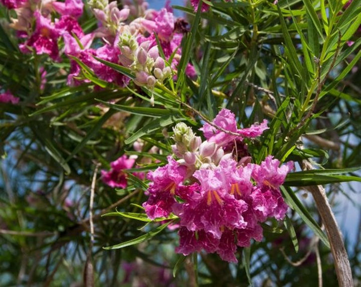 Chilopsis Desert Willow Burgundy