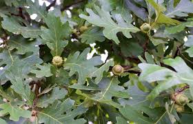 Burr OAK