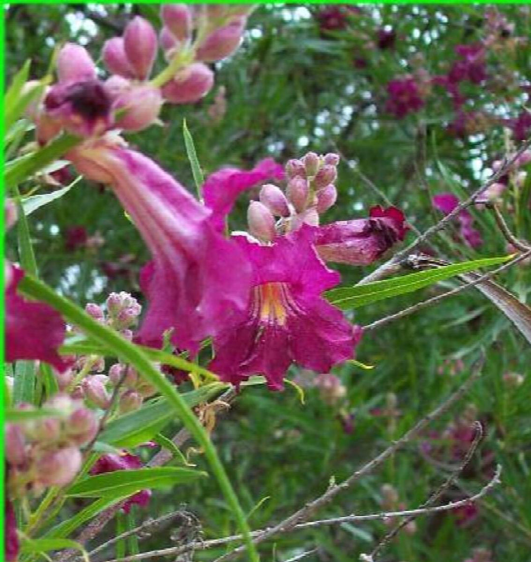 Chilopsis Desert Willow Burgundy