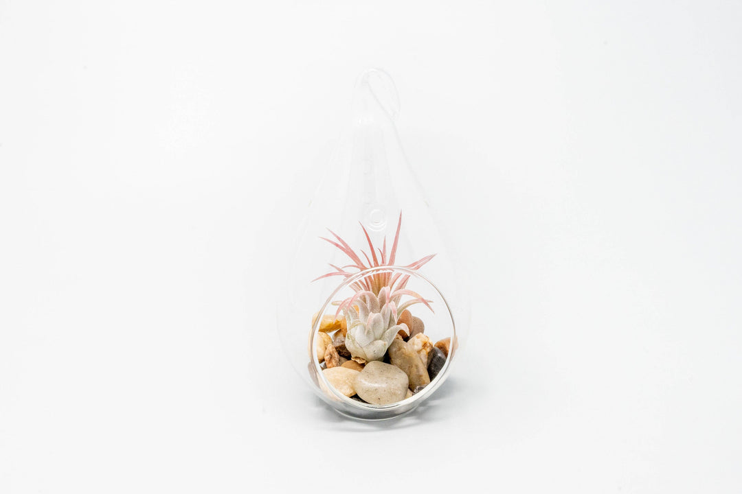 Airy Teardrop Terrarium with Stones and Air Plant