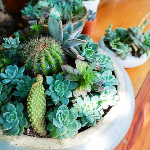 Cactus/ Succulent Arrangment