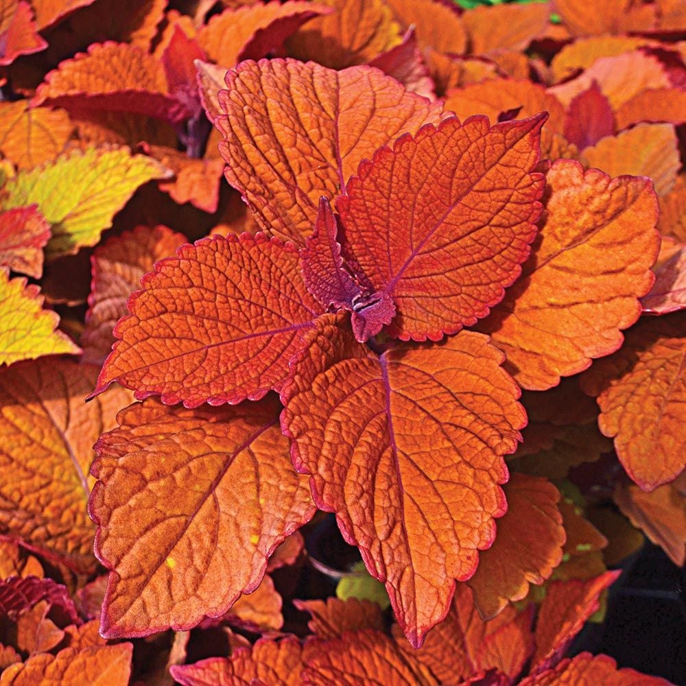 Coleus Shade Varieties