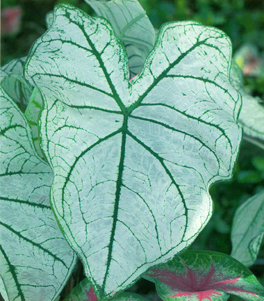 Caladium Bulbs