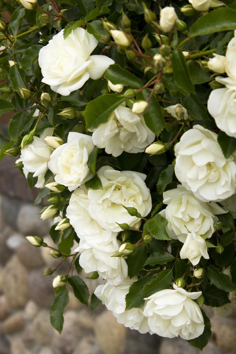 Flower Carpet® White Rose