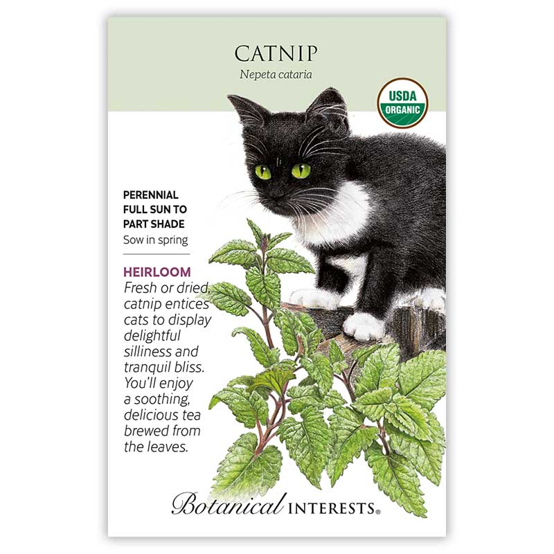 Catnip Organic