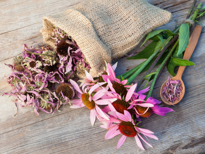 Purple Coneflower (Echinacea) Seed Packets