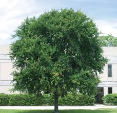 ELM CEDAR TREE