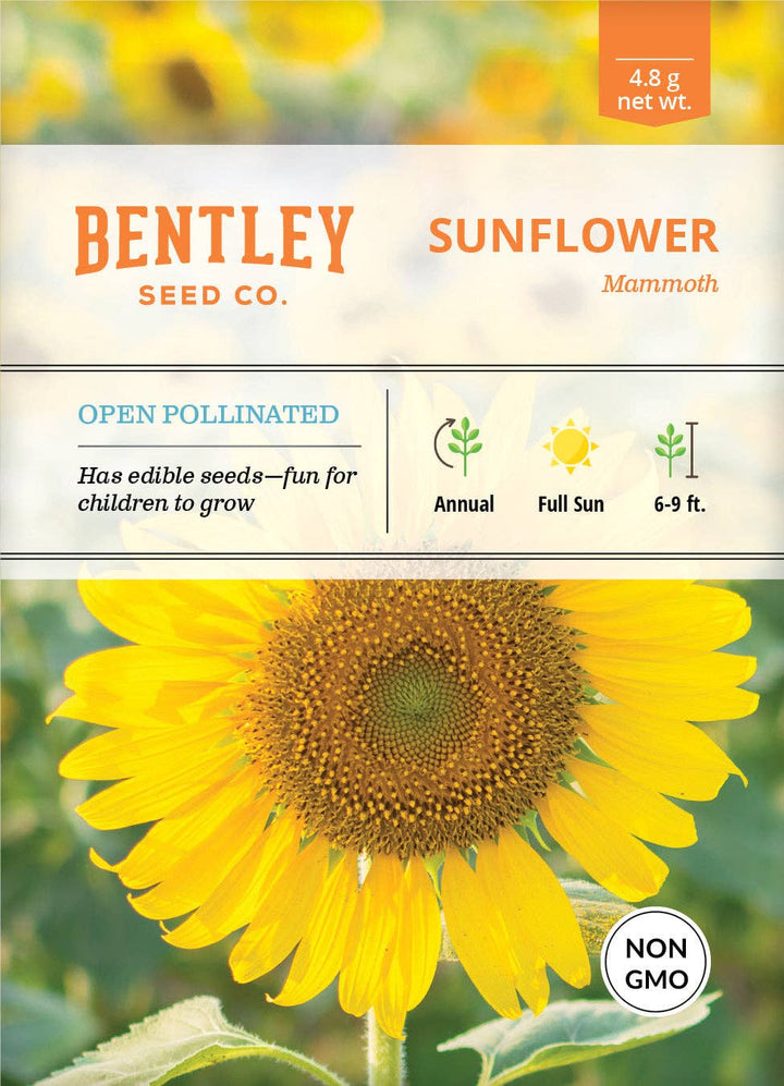 Sunflower, Mammoth Seed