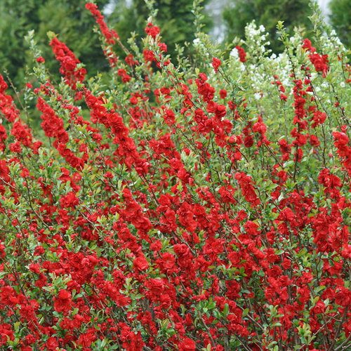 Cydonia Flowering Quince