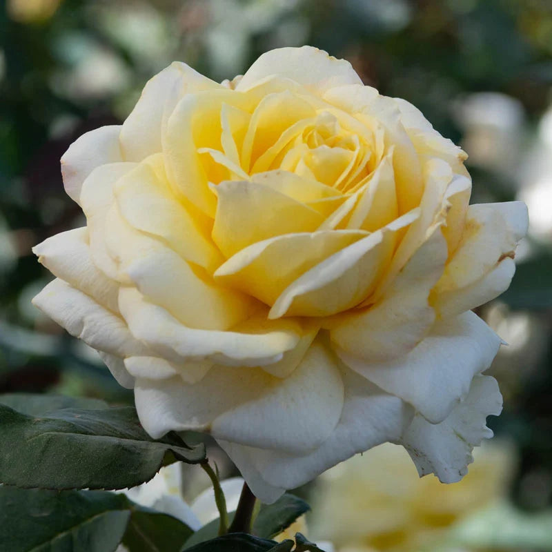 Hybrid Tea - Chantilly Cream Rose