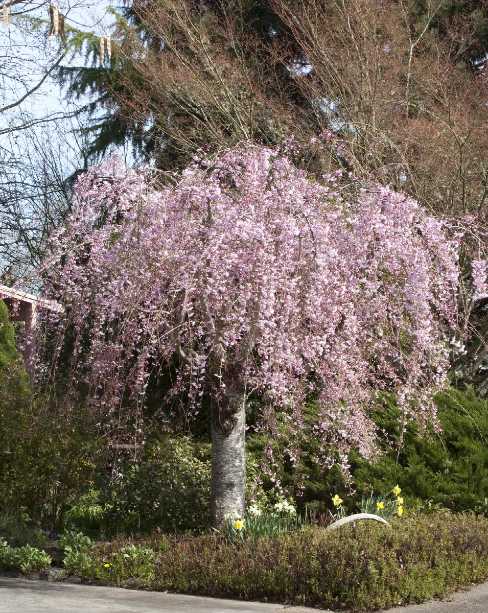 Little Red Nursery Double Weeping Rosebud Cherry - Thumbnail 2