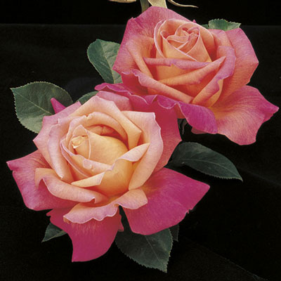 Chicago High Roses ROSE CHICAGO PEACE – Little Red Nursery, LLC