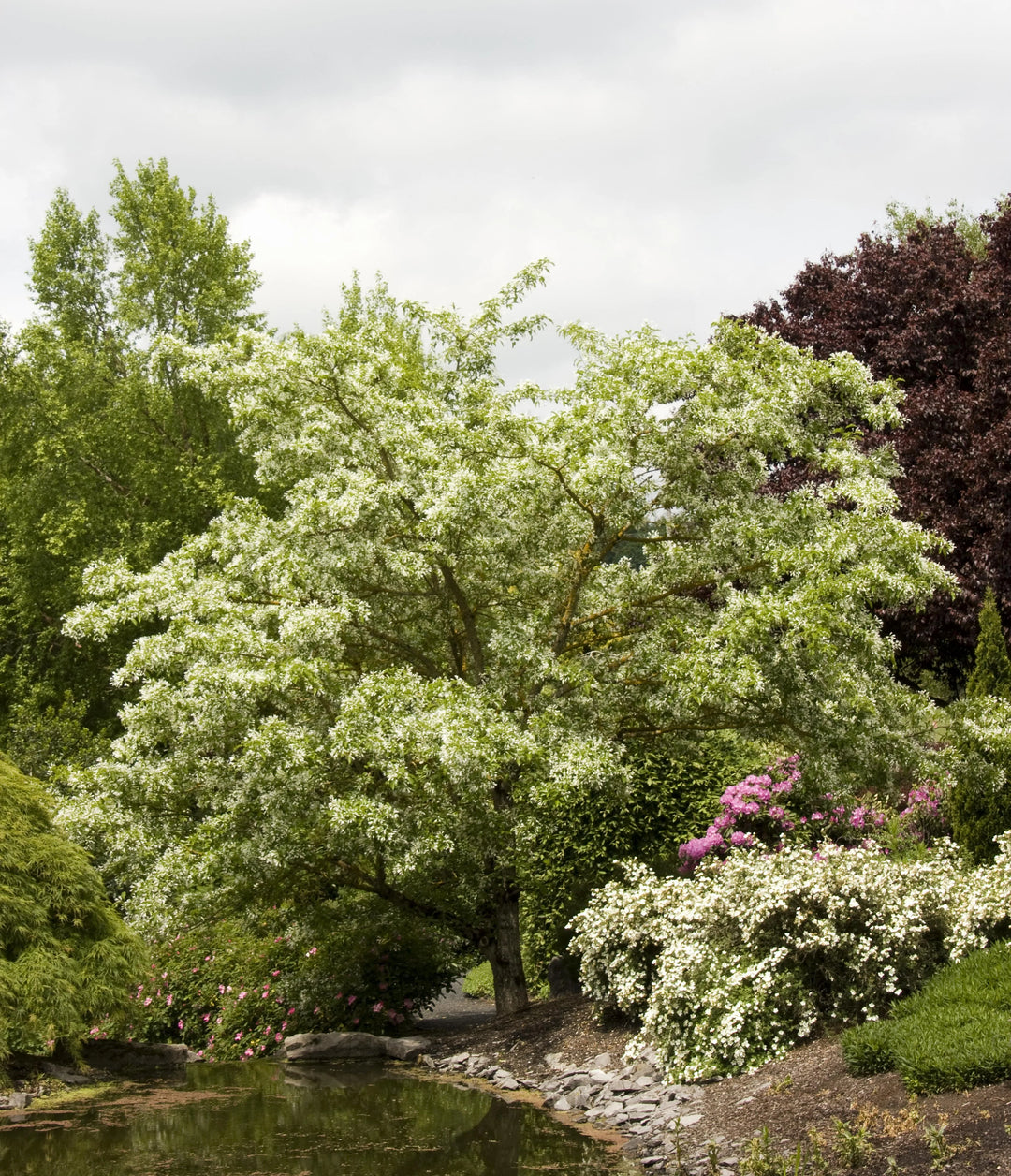 Chinese Fringe Tree