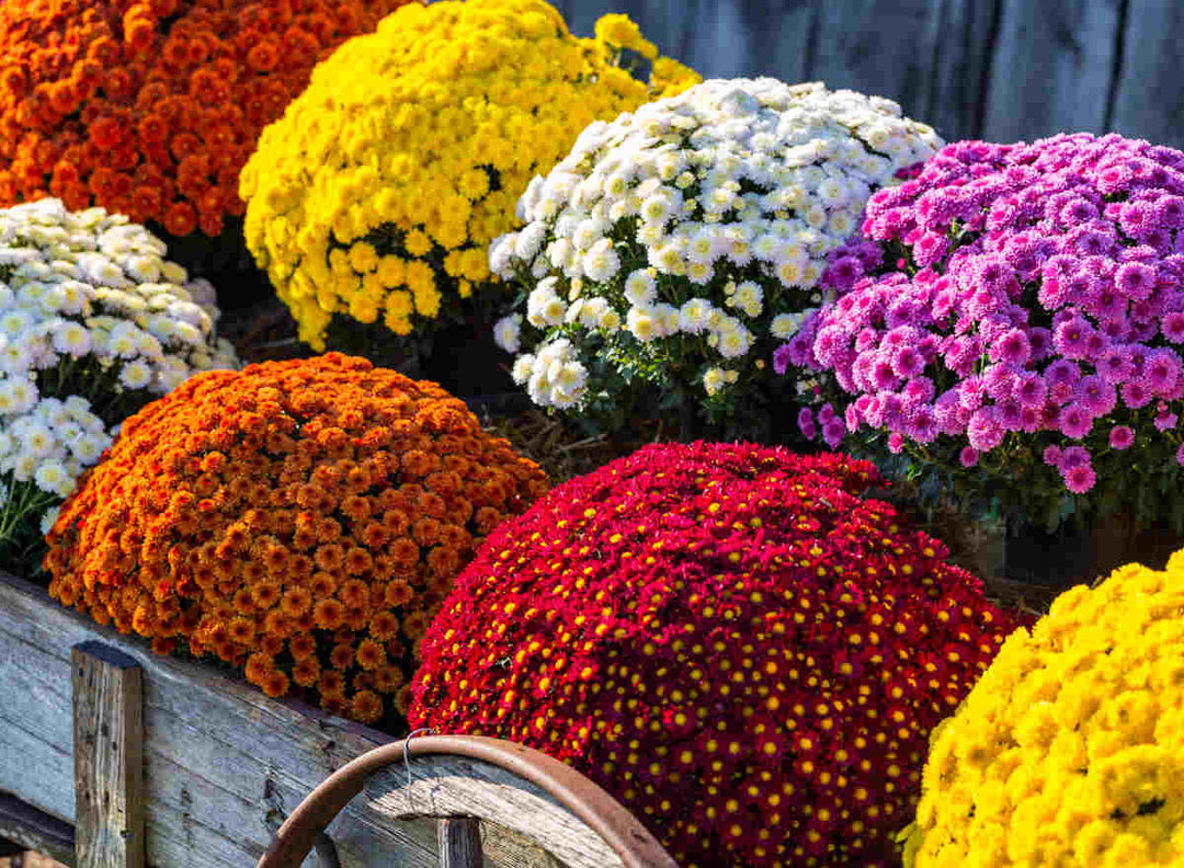 Patio Pot Mum Multicolor
