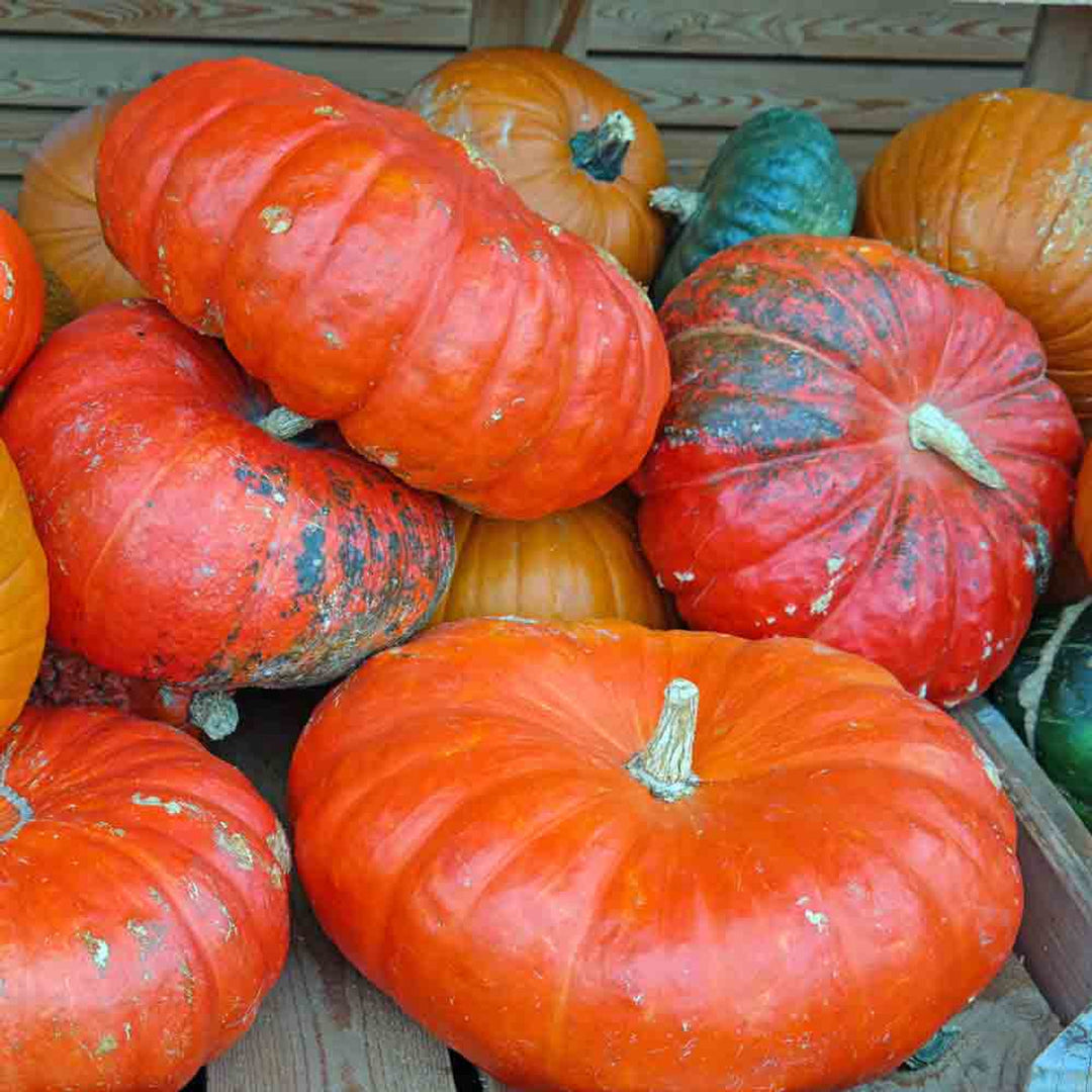 CINDERELLA PUMPKIN