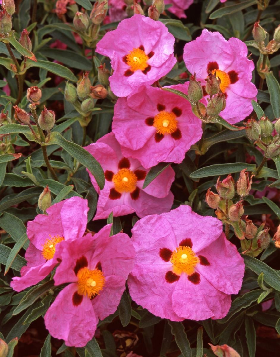 Purple Rock Rose