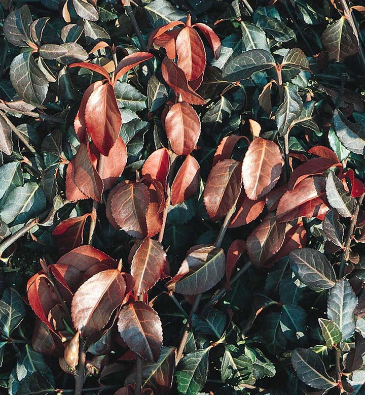 Purpleleaf Wintercreeper