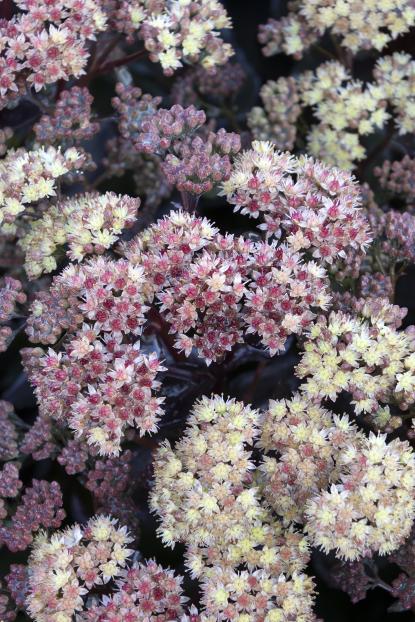 Sedum Vars (Autumn Joy)