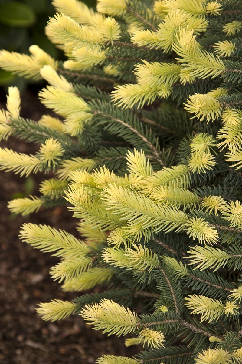 Sparkler® Colorado Blue Spruce