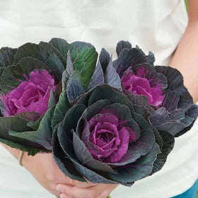 Ornamental Cabbage and Kale
