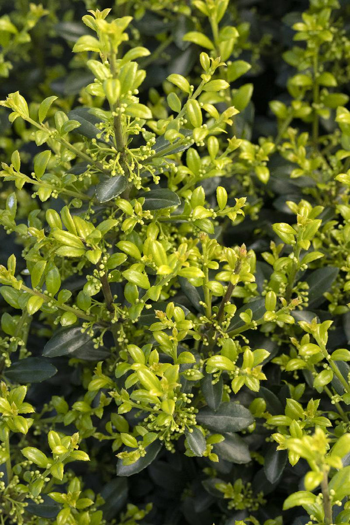 Luxus® Compact Japanese Holly