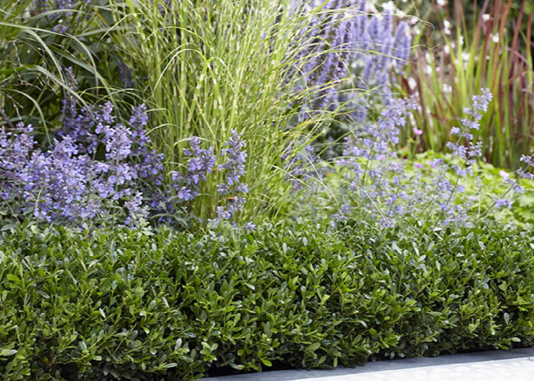 Luxus® Compact Japanese Holly