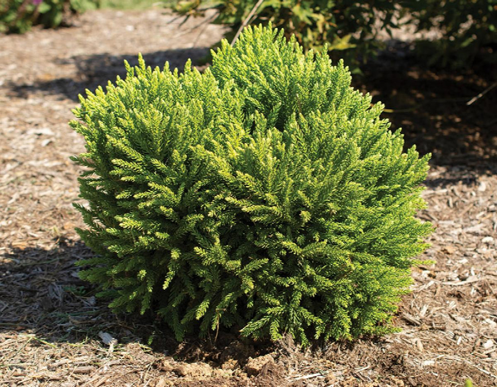 Dragon Prince™ Japanese Cedar | Little Red Nursery, LLC