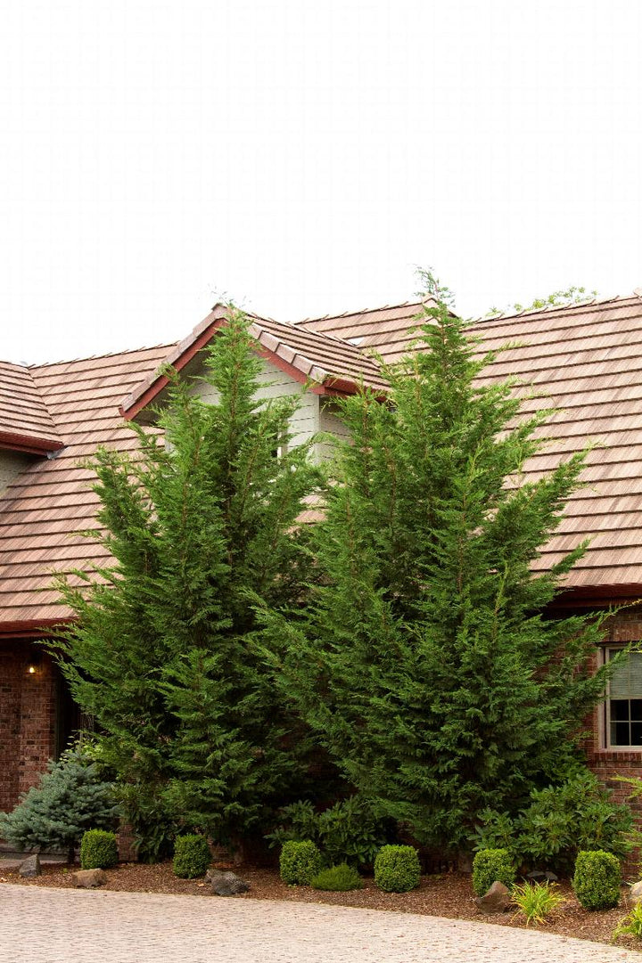 Emerald Isle® Leyland Cypress