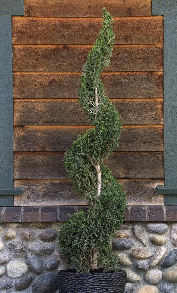 Emerald Isle® Leyland Cypress