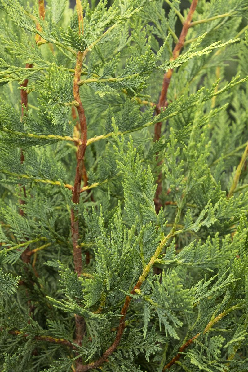 Emerald Isle® Leyland Cypress