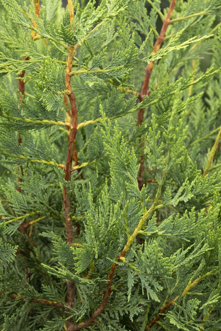 Emerald Isle® Leyland Cypress