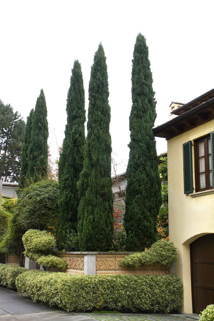 Blue Italian Cypress