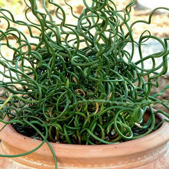 Juncus Effusus Spiralis