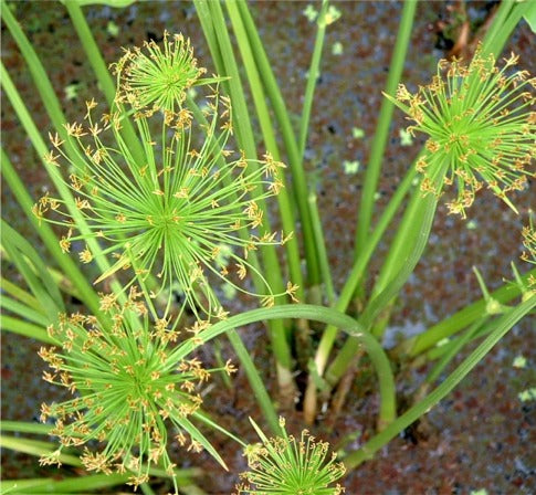 Cyperus Haspans
