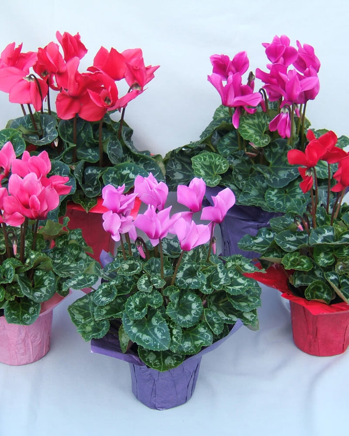 Cyclamen