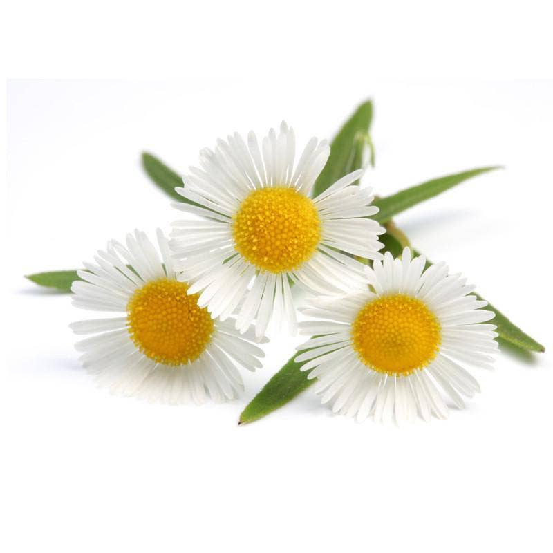 Chamomile Seed Packets