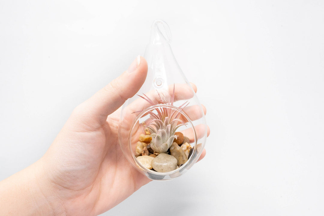 Airy Teardrop Terrarium with Stones and Air Plant