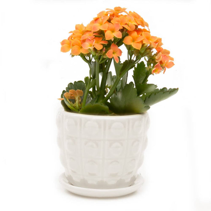 Convex Planter For Succulents And Cactus Pot With Saucer