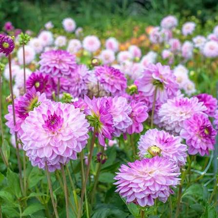 Assorted Dahlia