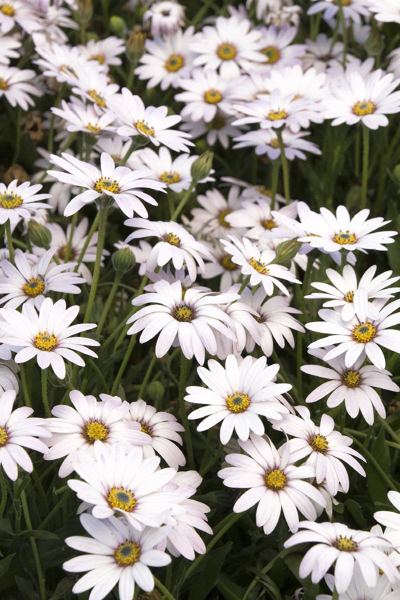 Avalanche White Sun Daisy