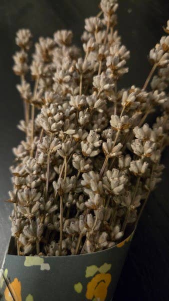 Lavender Posy Bouquet - Farm-Grown Dried Lavender