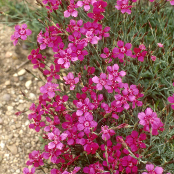 Dianthus deltoides 'Brilliant'