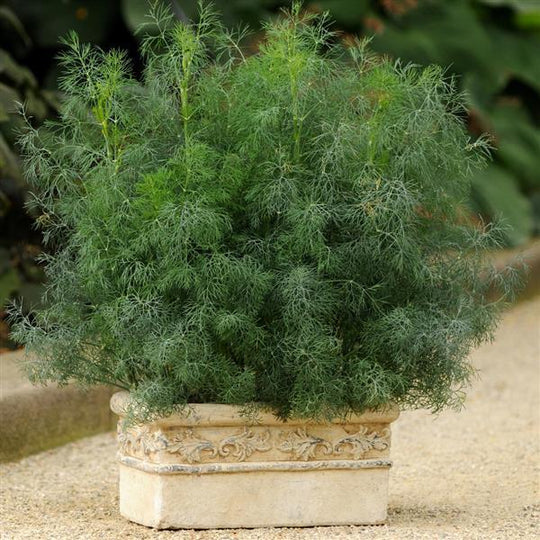 4" Chef Jeff's Herbs Dill Bouquet Fernleaf Little Red Nursery, LLC