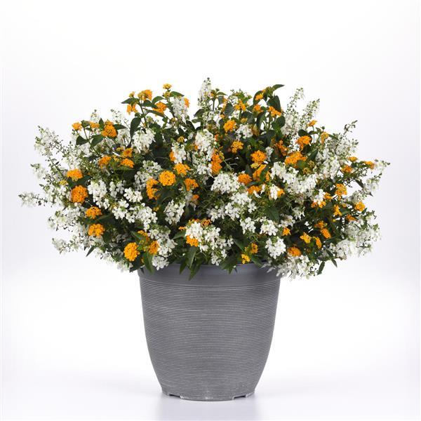 Summer Splendor MixMaster