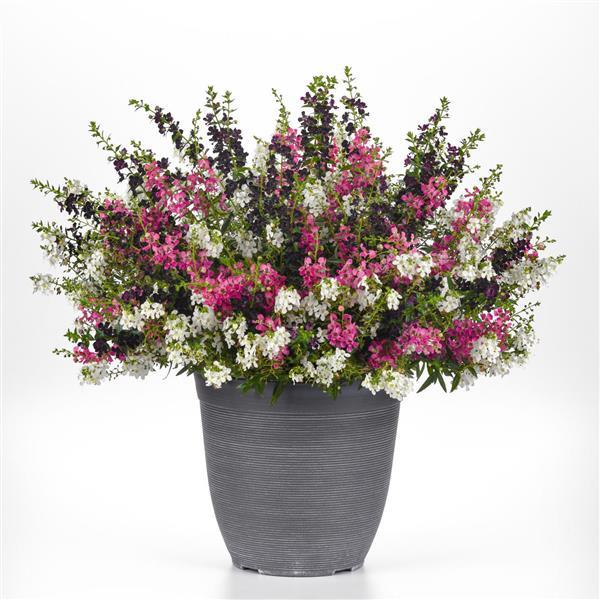 We've got flare MixMaster Patio Pot NEW 2025