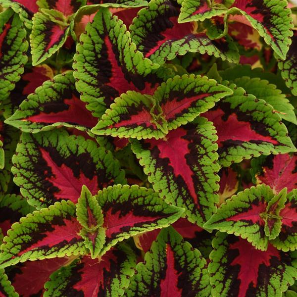 Coleus Volcanica French Quarter NEW 2025